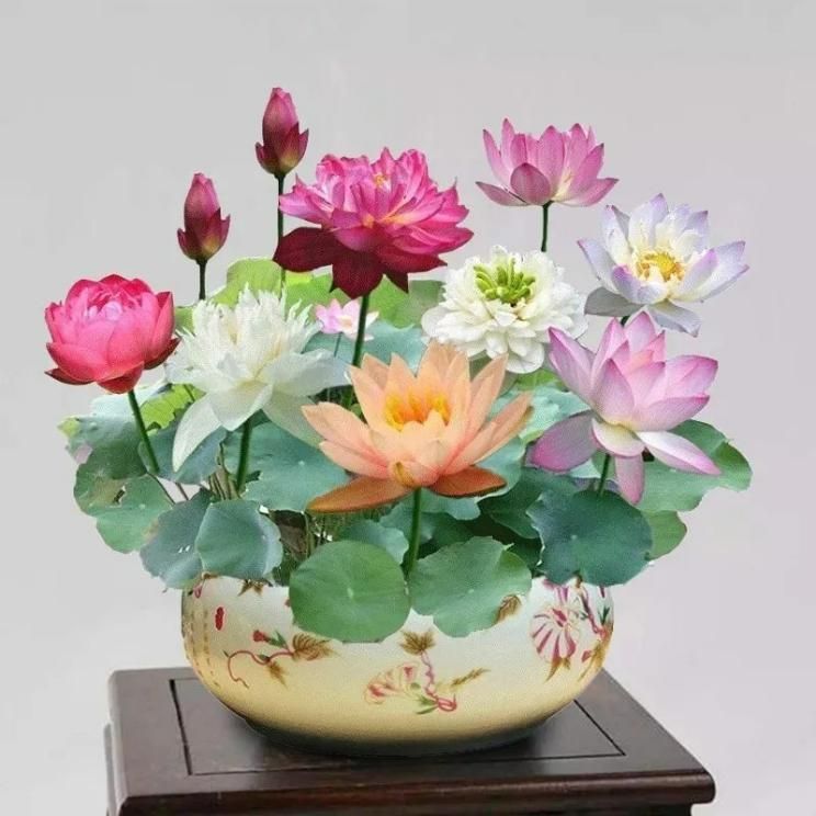 Bonsai Lotus Flower Seeds (20 pcs)