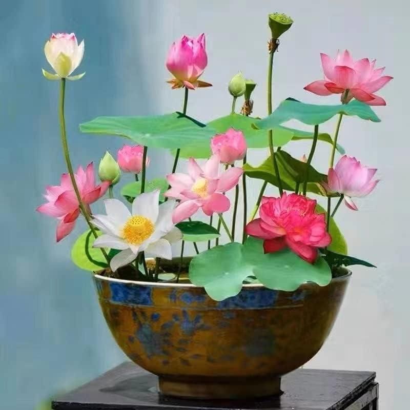 Bonsai Lotus Flower Seeds (20 pcs)