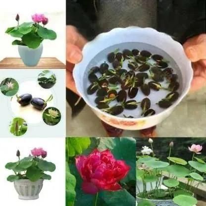 Bonsai Lotus Flower Seeds (20 pcs)